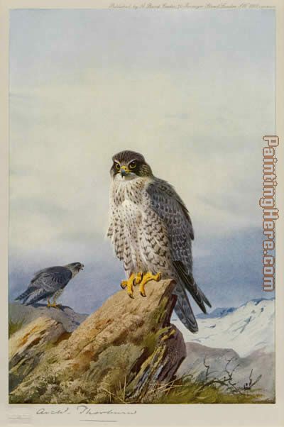 Gyr Falcon